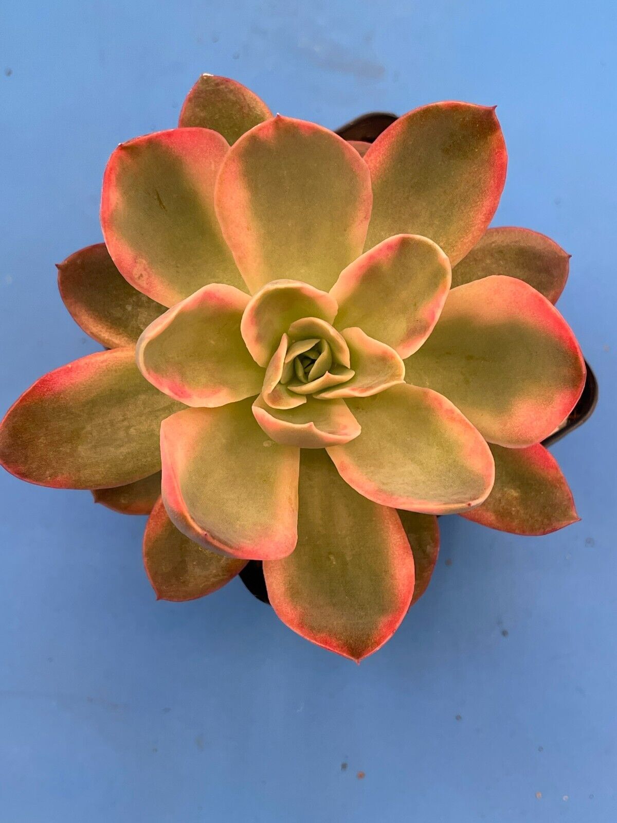 Echeveria Pink Vera Variegated- Hens And Chicks - Makes Pups! 3.5” pot