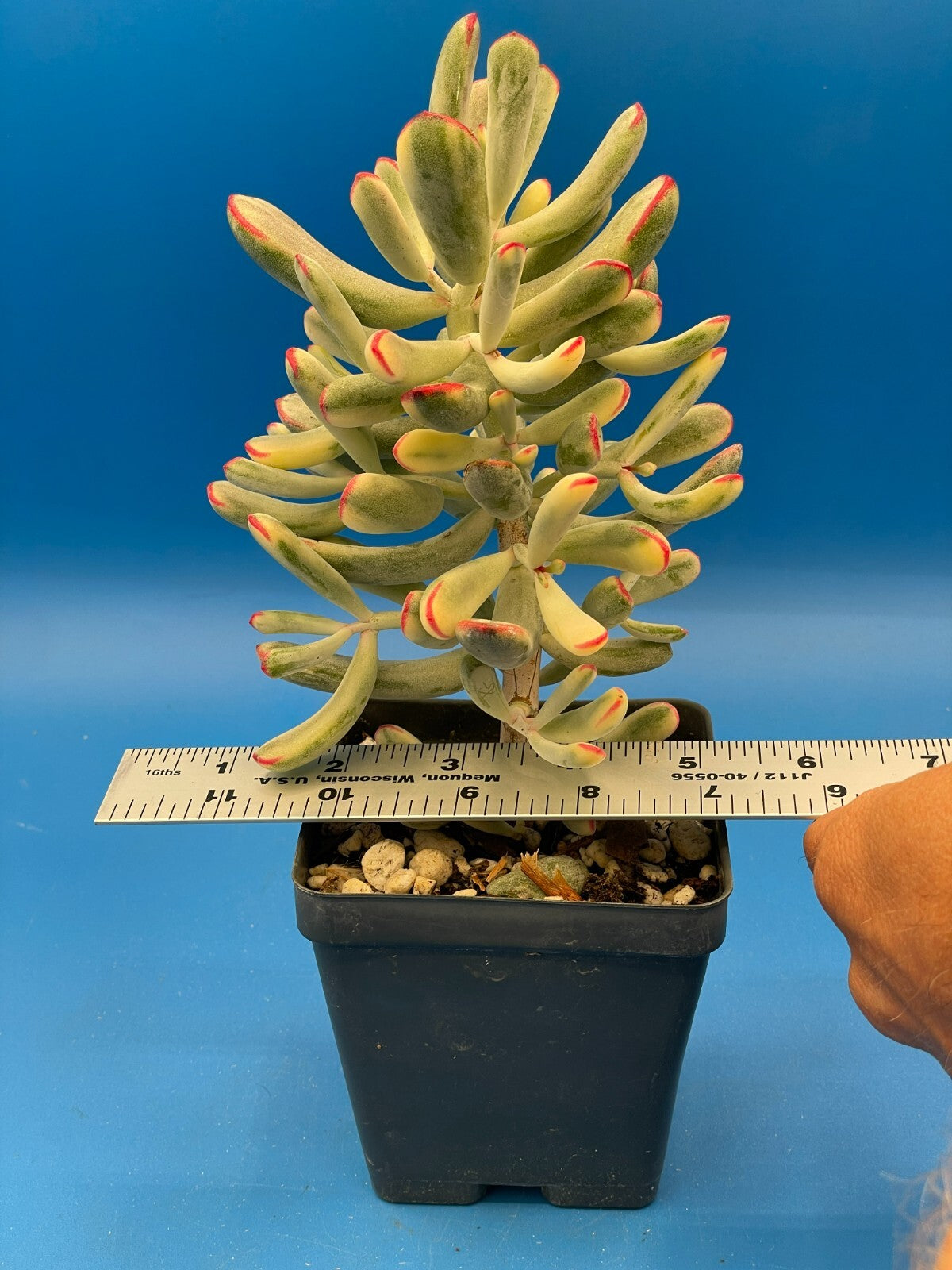 Cotyledon Orbiculata Flanaganii f. variegata! EXACT PLANT! Rare! 3.5" Pot (2)