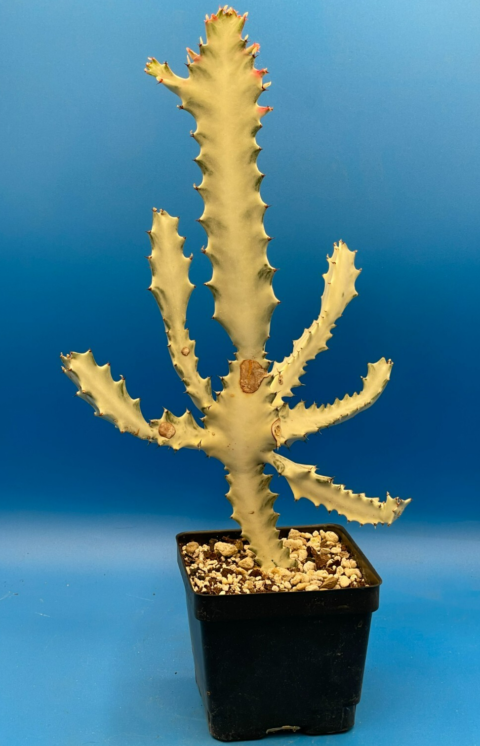 White Ghost Cactus Euphorbia Lactea 4.5" Super Healthy! The Four Armed Freak !-)