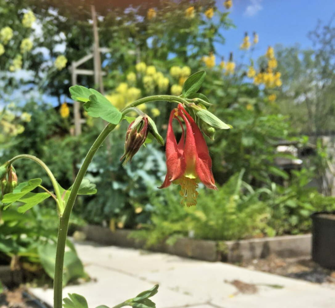 Eastern Red Columbine Live Plant 3" Starter Pot - Aquilegia Canadensis