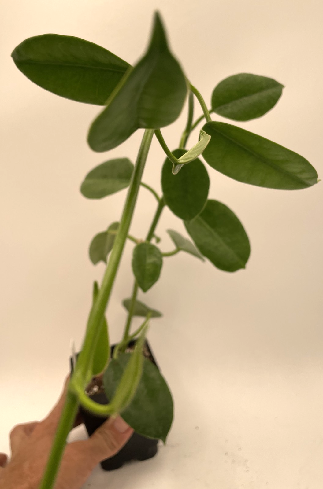 Hoya Ruthie Fully Rooted Grown In 3.5" pot - Eriostemma