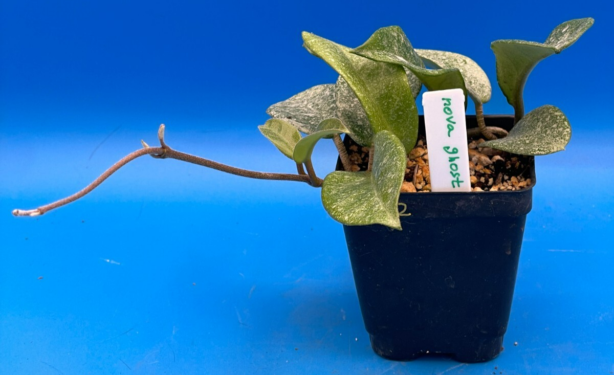 Hoya Carnosa ' Nova Ghost ' - 3.5 Inch Pot Super Healthy and Fully Rooted! (2)