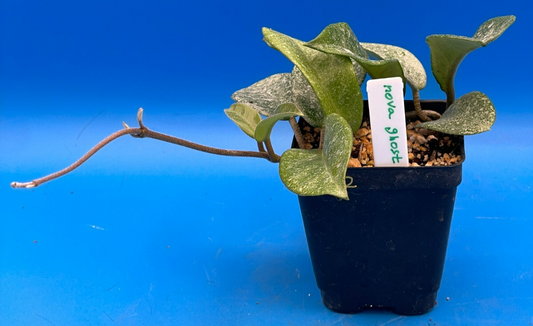 Hoya Carnosa ' Nova Ghost ' - 3.5 Inch Pot Super Healthy and Fully Rooted! (2)