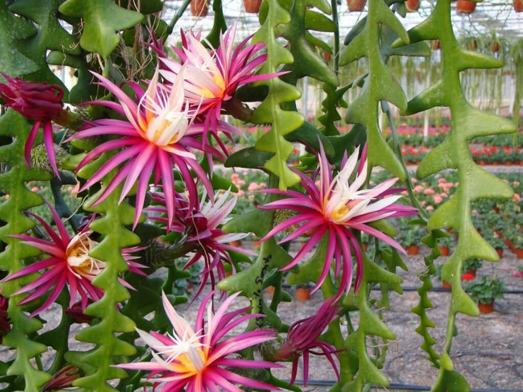 Ric-Rac Cactus - Selenicereus anthonyanus - Fully Rooted In 3" Starter Pot