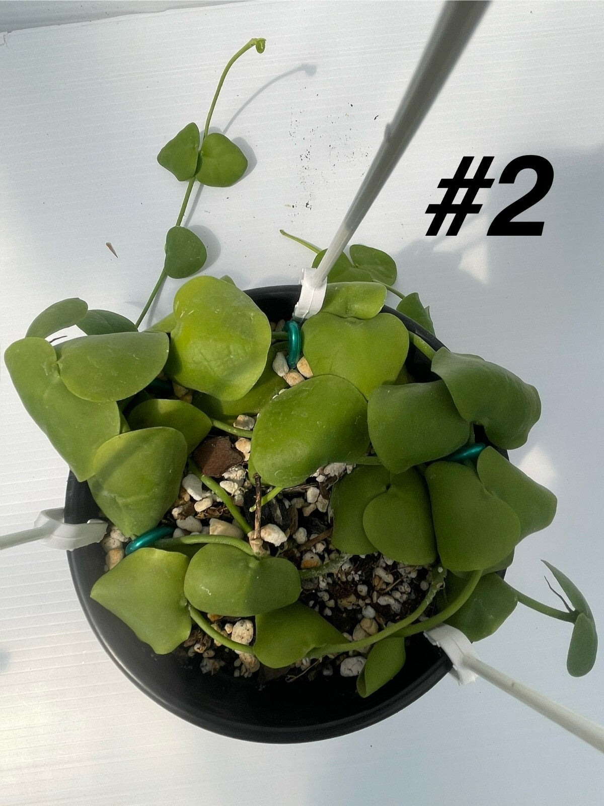 Dischidia Platyphylla - 6” Hanging Basket Pot - Super Healthy! (2)