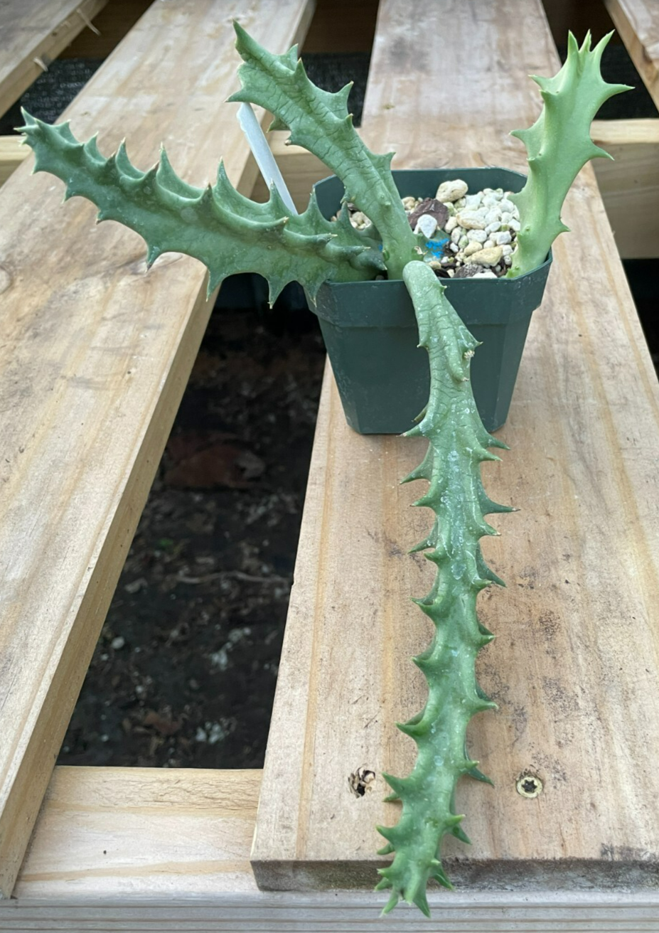 Orbea Lutea Var. Vaga EXTRA LARGE SIZE! In 3.5" Pot WELL ROOTED! (1)
