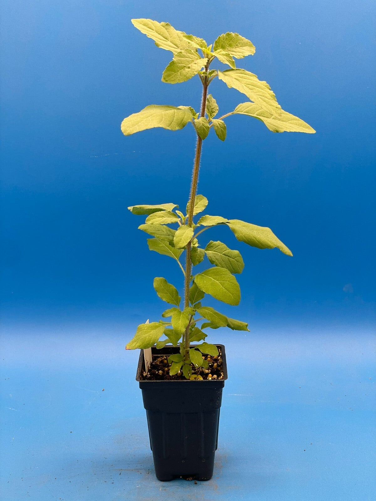 Tulsi, Amrita - Live Plant 3" Starter Pot - Holy Basil - Ocimum Sanctum