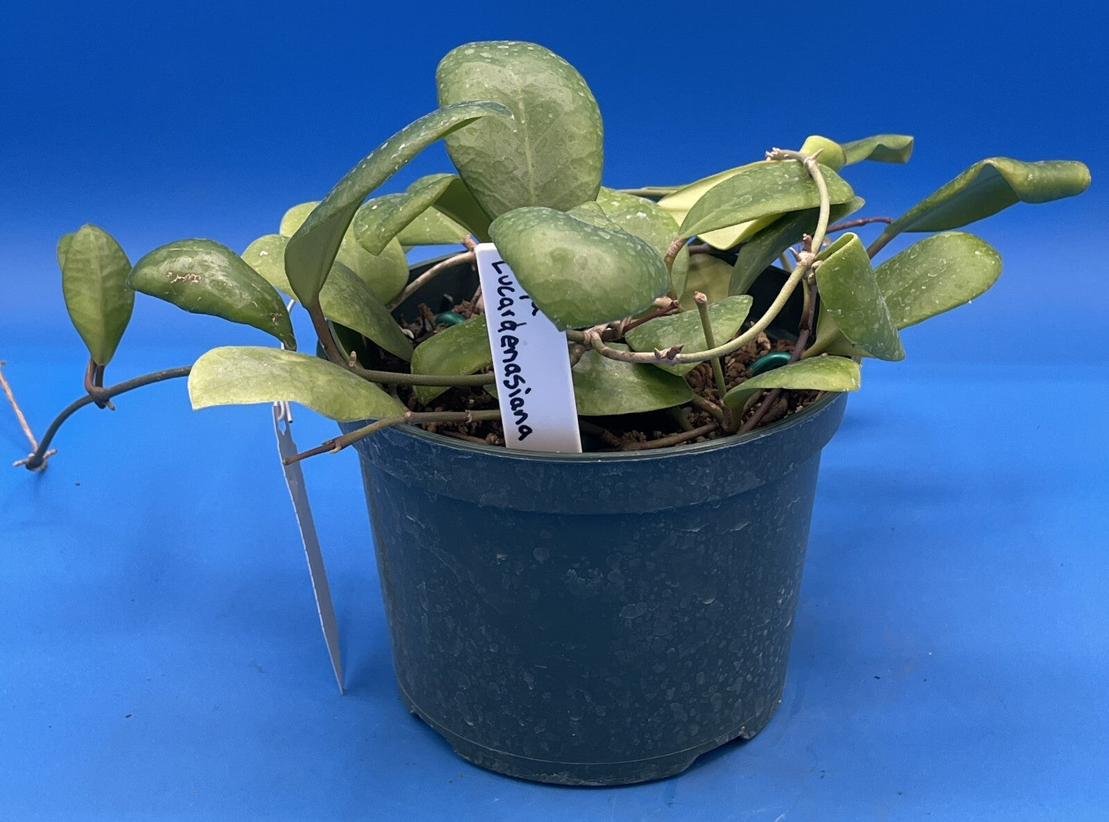 Hoya Lucardenasiana RARE! Exact Plant! Rooted - Grown In 5.5" pot - Very Healthy