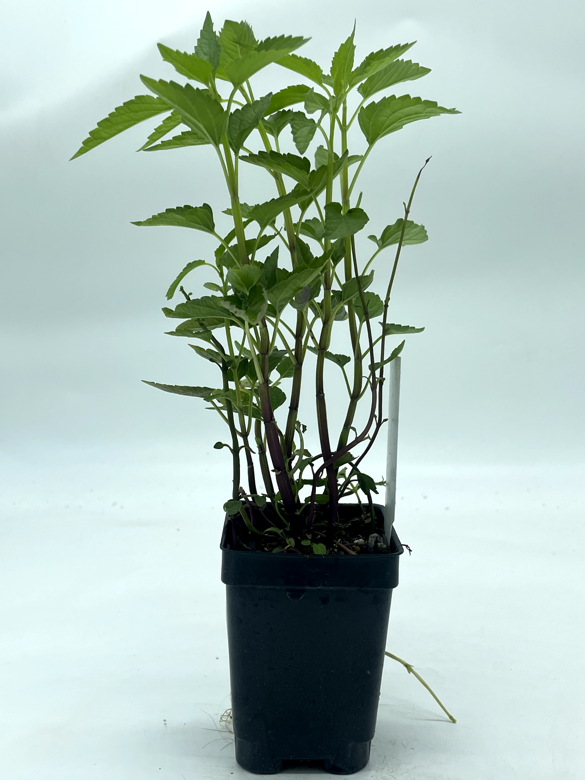 Mad Dog Skullcap Live Plant 3" Starter Pot - Scutellaria lateriflora