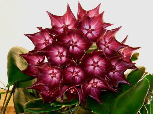 Hoya macgillivrayi - Rare - Mature Plant In 3.5" Pot - SO HEALTHY! Bloom Size!