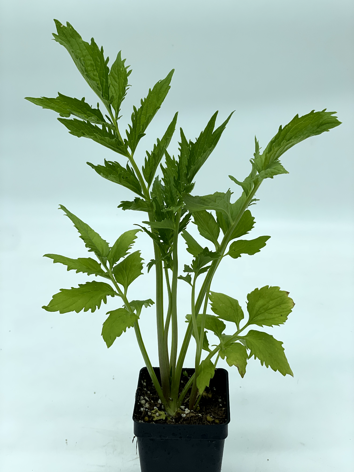 Valerian 3" Live Starter Plant - Valeriana officinalis - Cats and Naps!