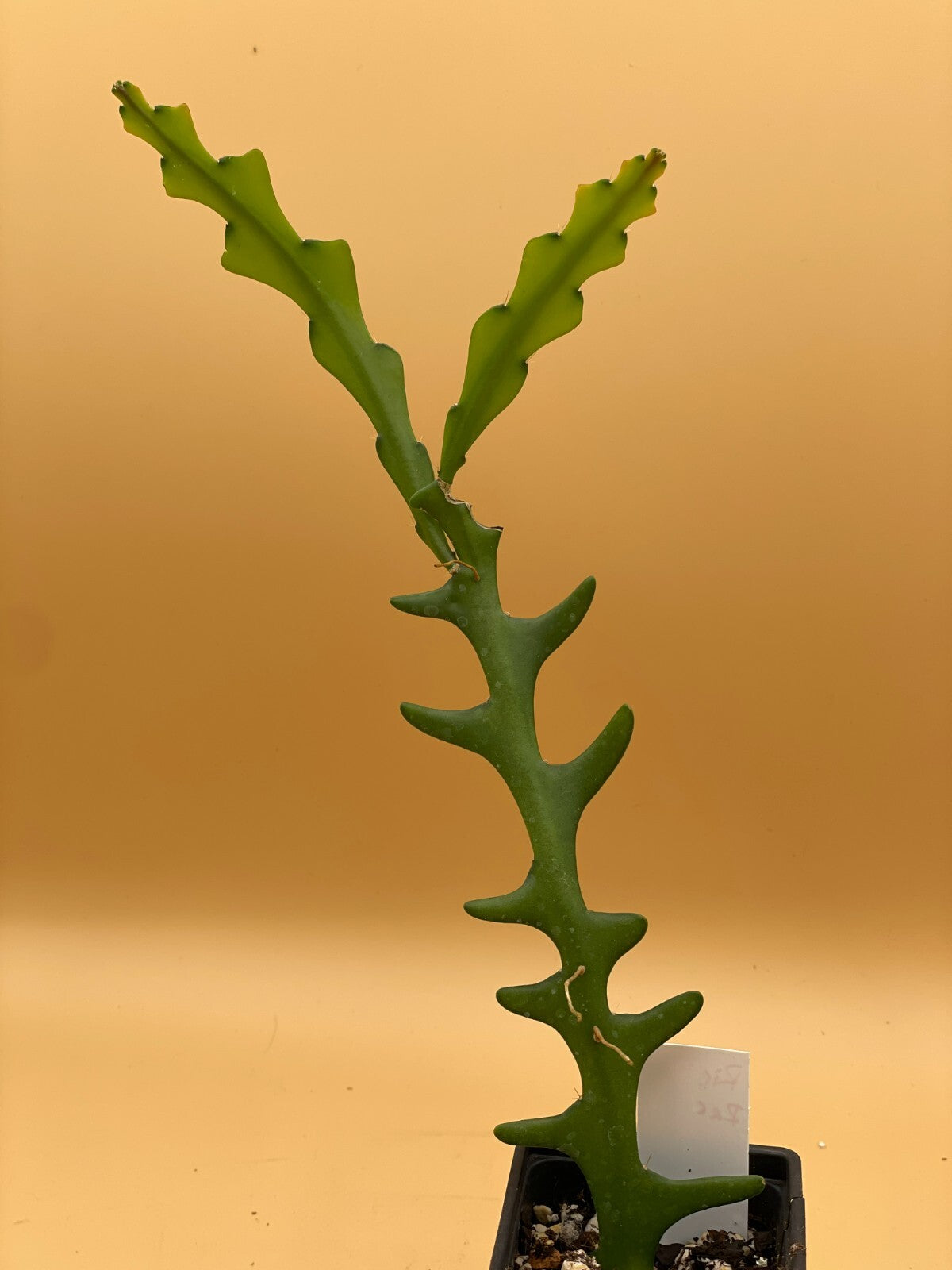 Ric-Rac Cactus - Selenicereus anthonyanus - Fully Rooted In 3" Starter Pot