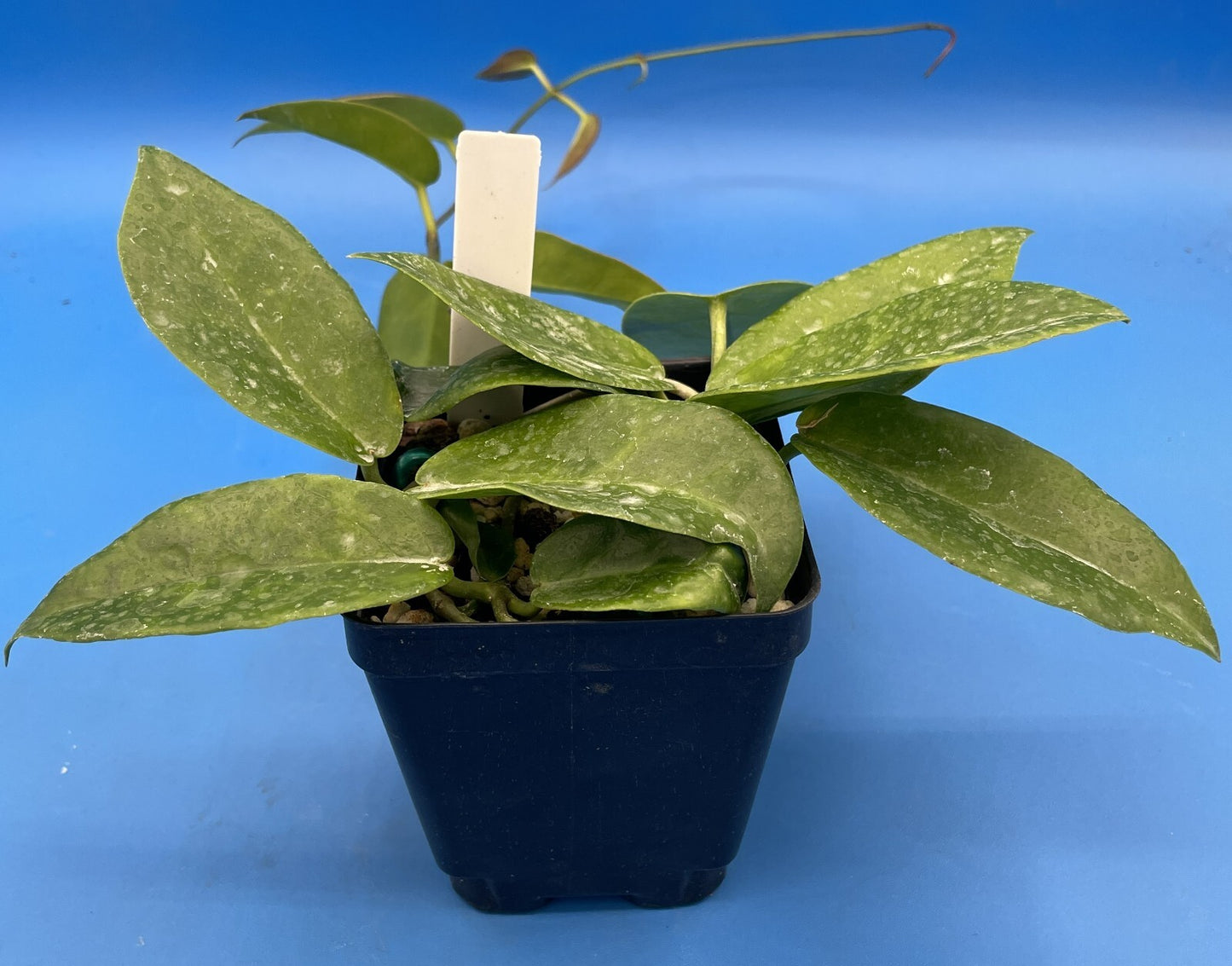 Hoya Archboldiana White Fully Rooted Grown In 3.5" pot - SO HEALTHY!
