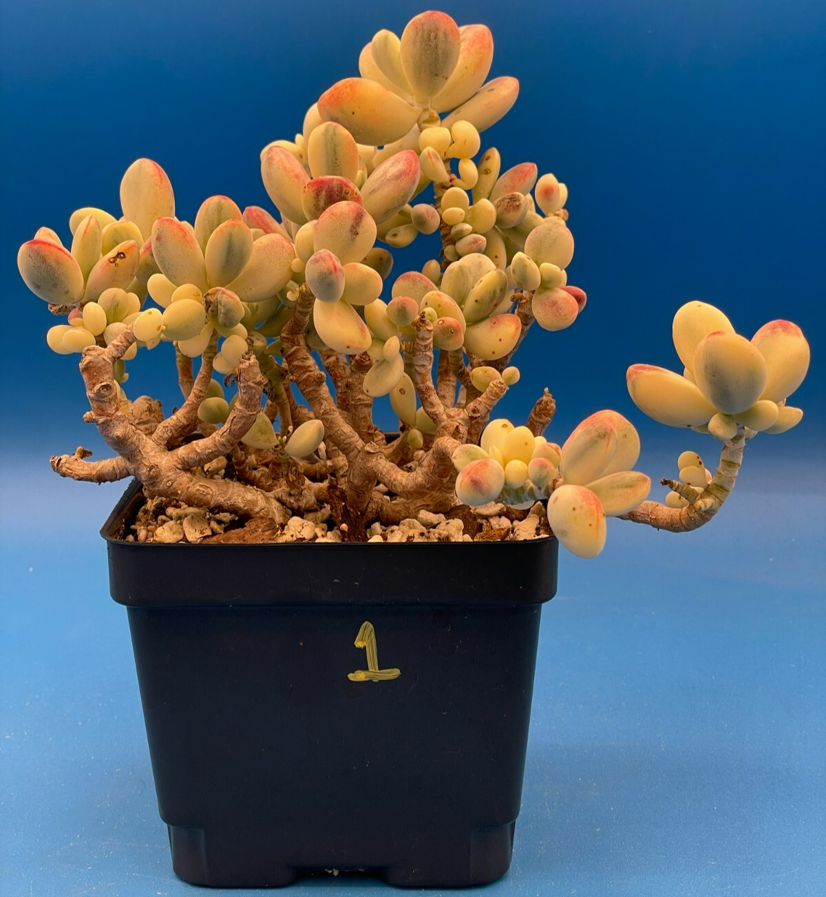 Cotyledon Orbiculata Var Oophylla f. Variegata! EXACT PLANT! Rare! 4.5" Pot (1)
