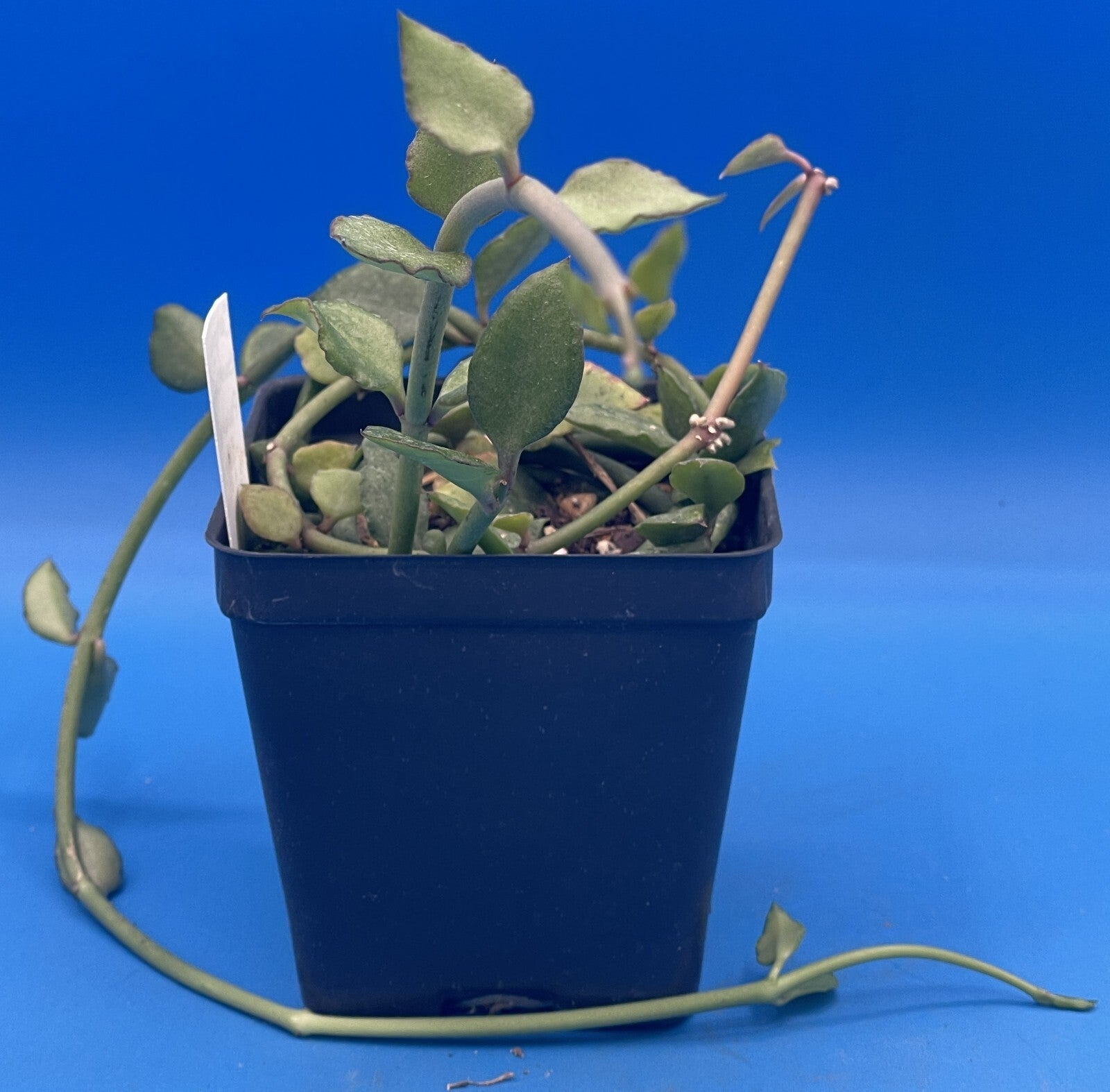 Ceropegia Sandersonii 3.5" Pot - Well Rooted! Parachute Plant