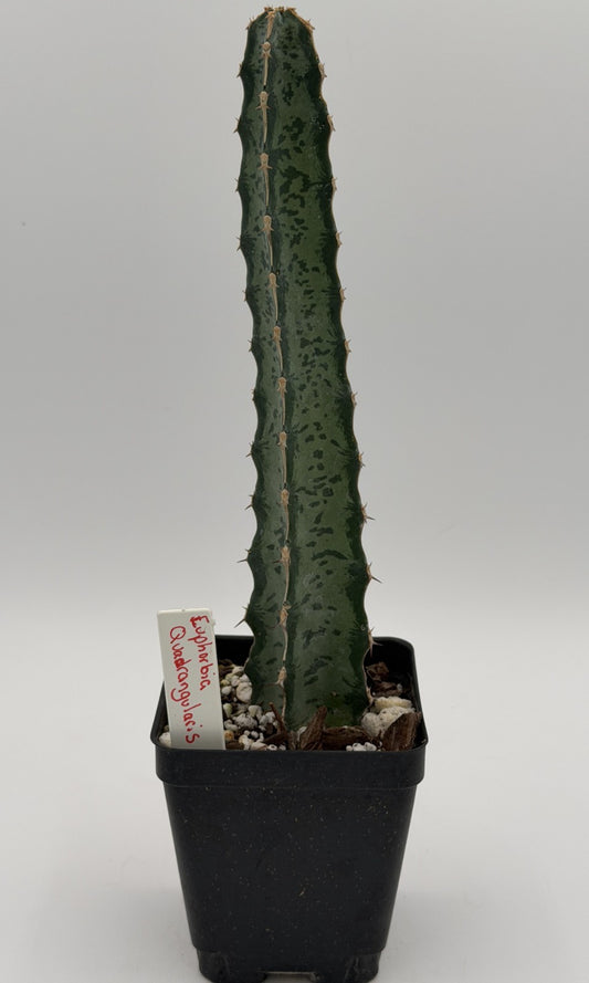 Euphorbia quadrangularis in 3.5" Pot - Spiral Euphorbia Super Healthy! VERY RARE