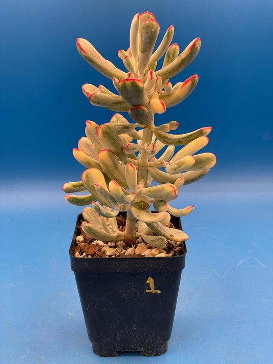 Cotyledon Orbiculata Flanaganii f. variegata! EXACT PLANT! Rare! 3.5" Pot (1)