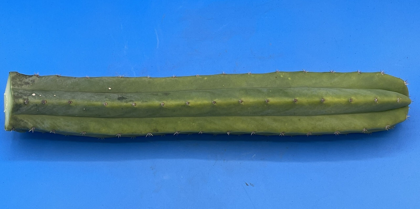 Cereus Cactus Cuttings - 12 Inches Minimum - Easy To Root! Cut To Order! 339