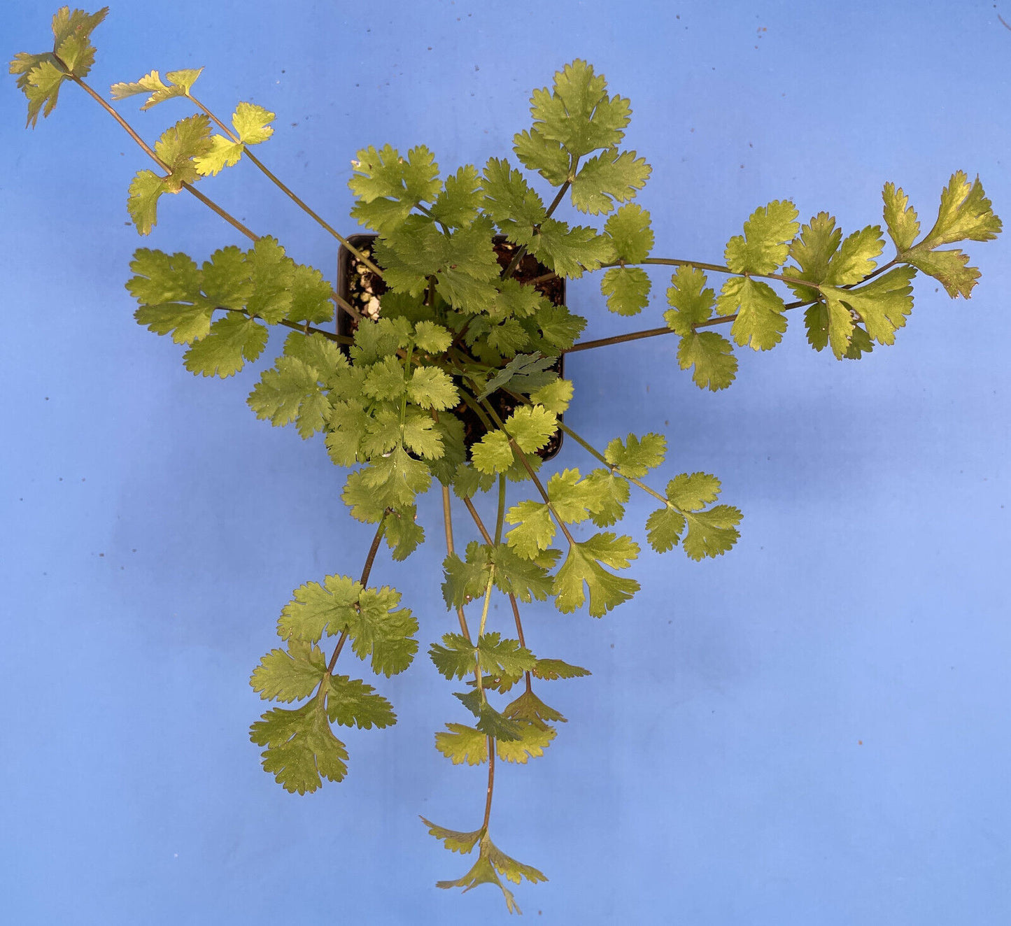 Cilantro Calypso Live Plant 3" Starter Pot - Coriandrum Sativum - Slow To Bolt!