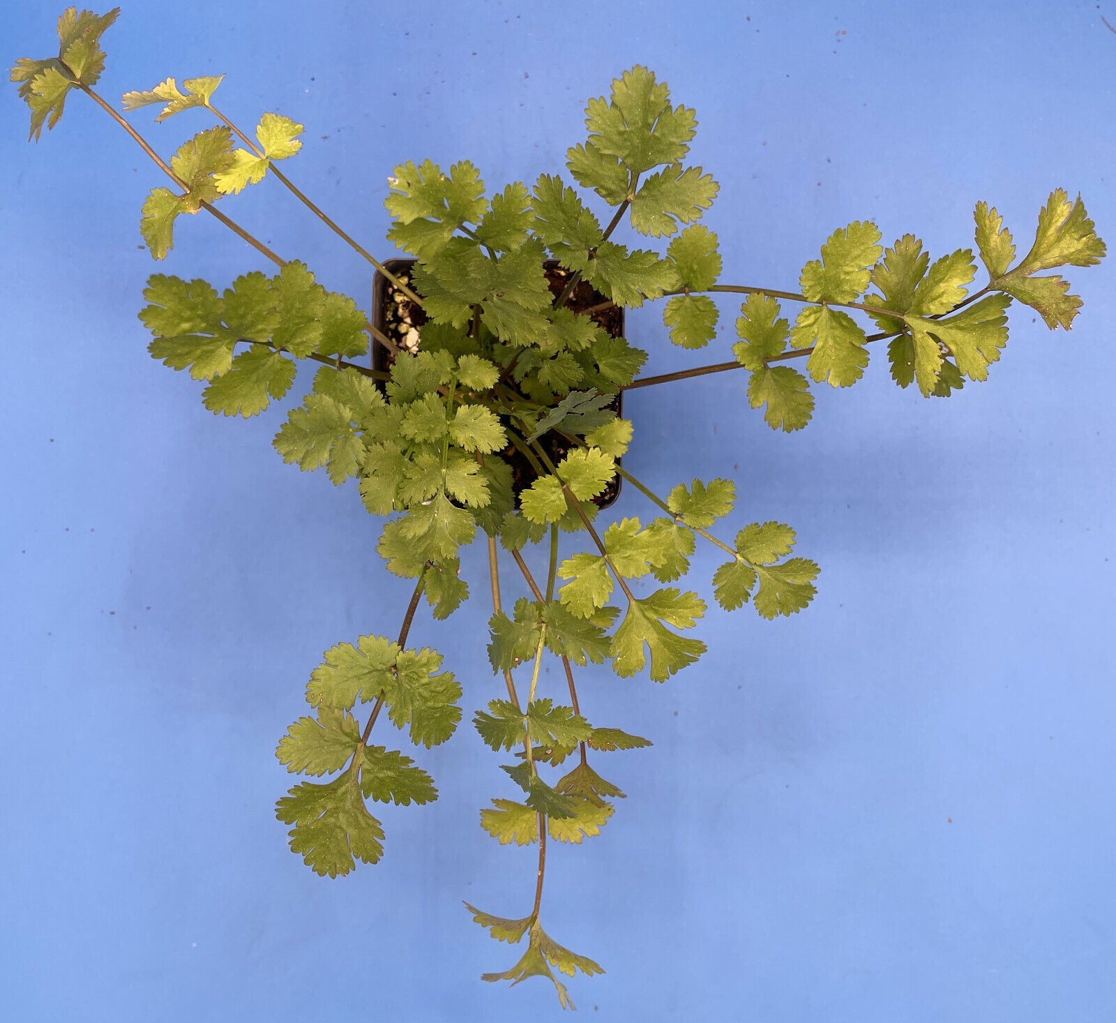 Cilantro Calypso Live Plant 3" Starter Pot - Coriandrum Sativum - Slow To Bolt!