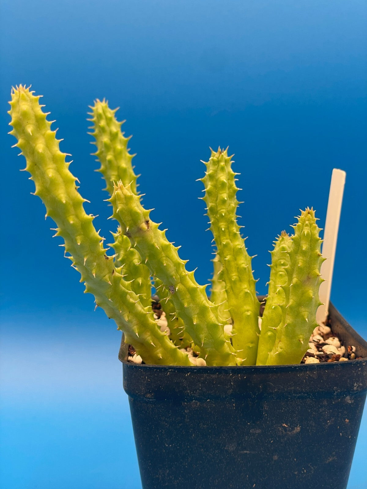 Huernia Schneideriana 'Red Dragon' WELL ROOTED 3.5" Plant