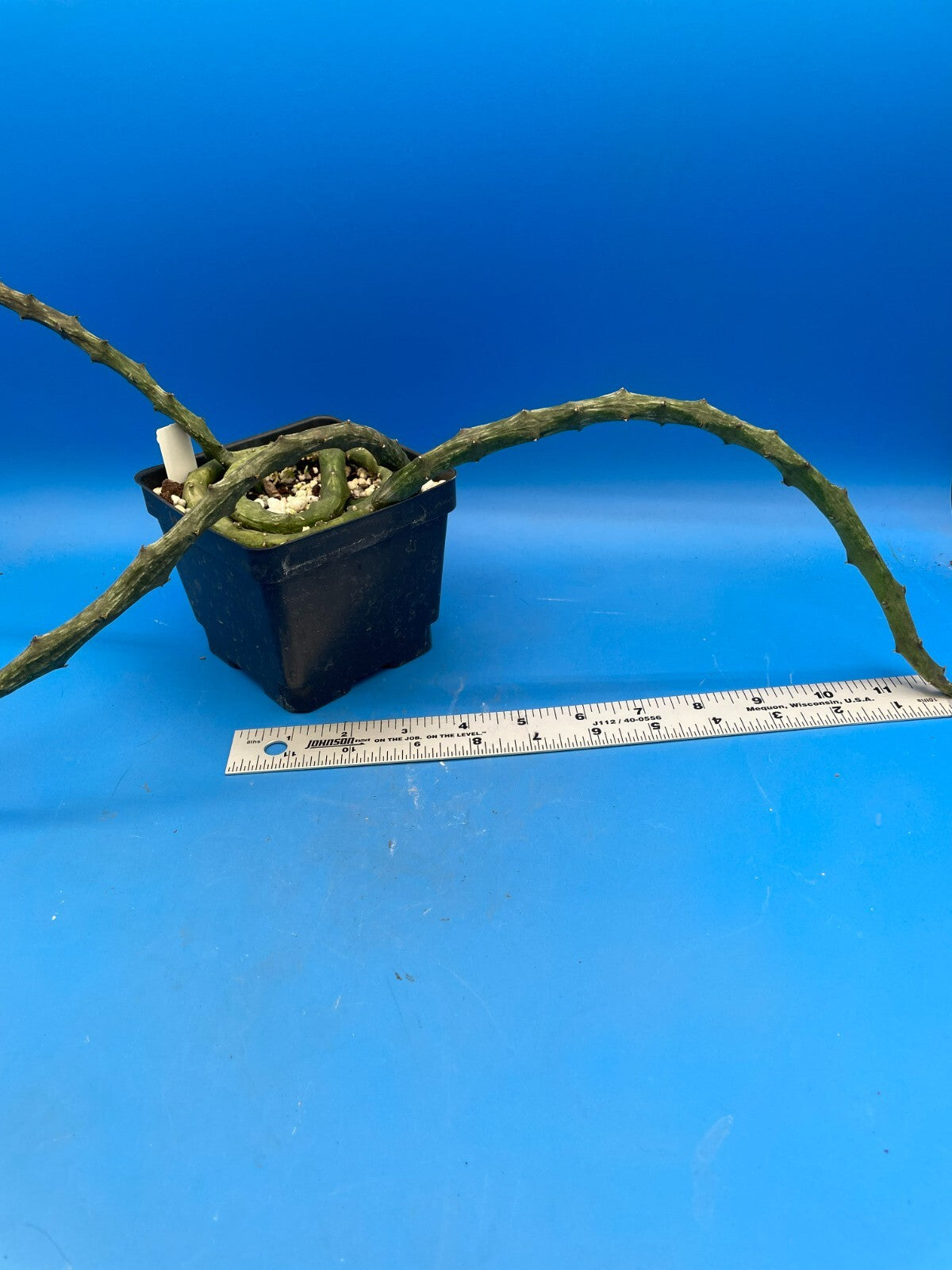 Ceropegia Stapeliformis in 4.5" Pot HUGE! Blooming Size! VERY RARE!