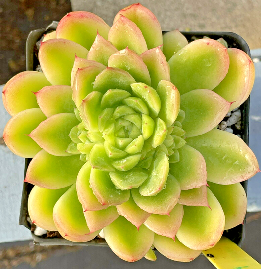 Echeveria Lucidum 'Roman' - Hens And Chicks - Makes Pups! Grown in 3.5” pot