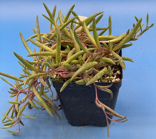 String of Pickles 'Ruby Necklace' - Crassothonna capensis - Ships in 3.5” Pot
