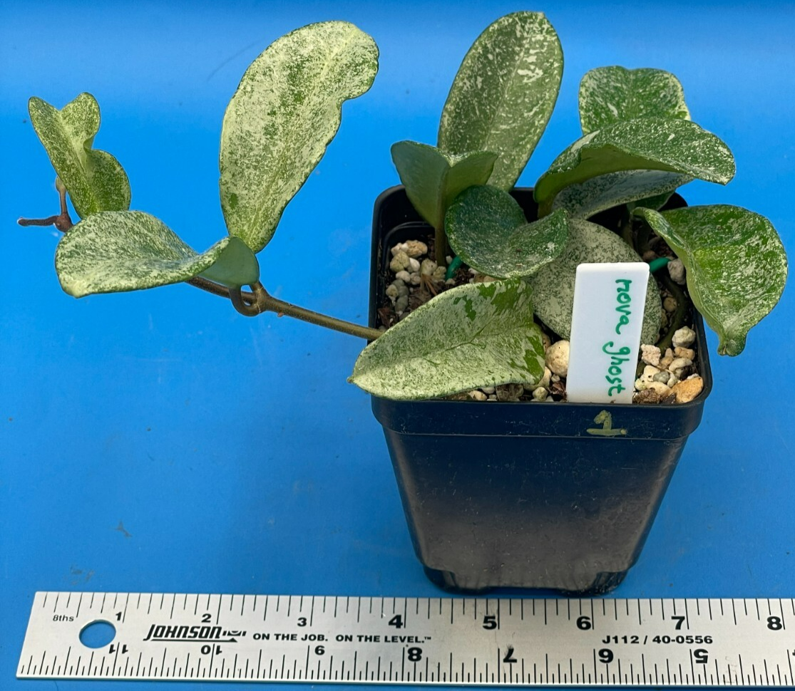 Hoya Carnosa ' Nova Ghost ' - 3.5 Inch Pot Super Healthy and Fully Rooted! (1)