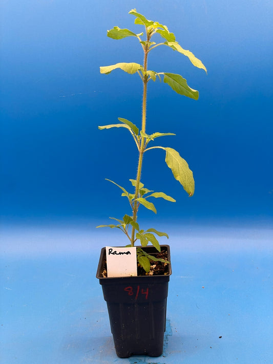 Tulsi, Rama - Live Plant 3" Starter Pot - Holy Basil - Ocimum Sanctum