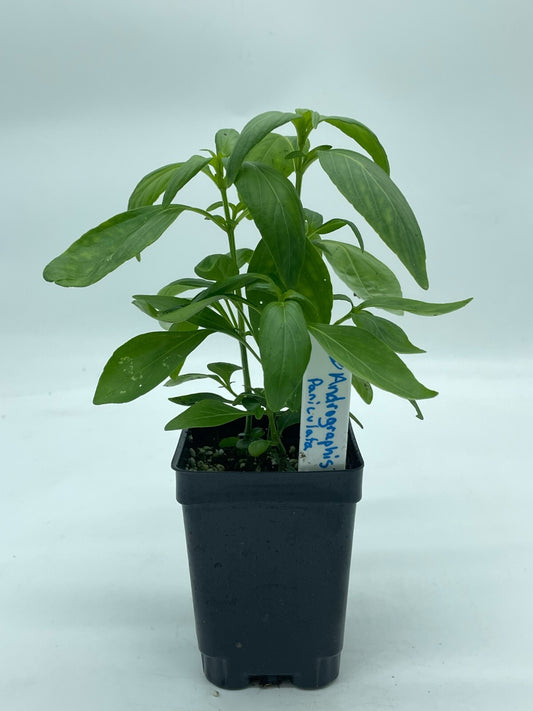 Green Chiretta Live Plant 3" Starter Pot - Andrographis Paniculata
