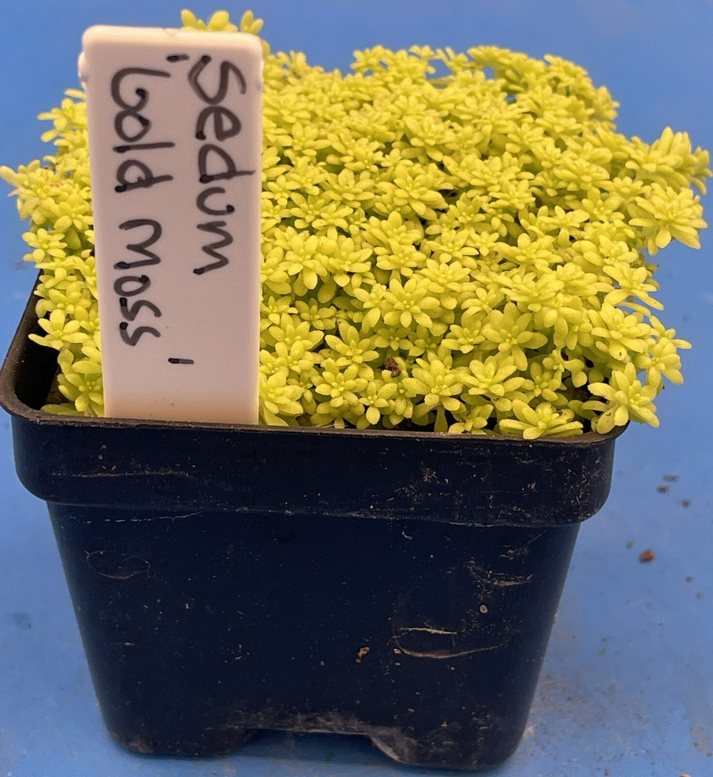 Sedum Gold Moss - Ships in 3” pot - Rock Gardens, Hanging Baskets, Ground Cover