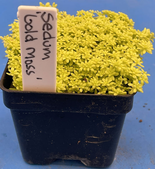 Sedum Gold Moss - Ships in 3” pot - Rock Gardens, Hanging Baskets, Ground Cover
