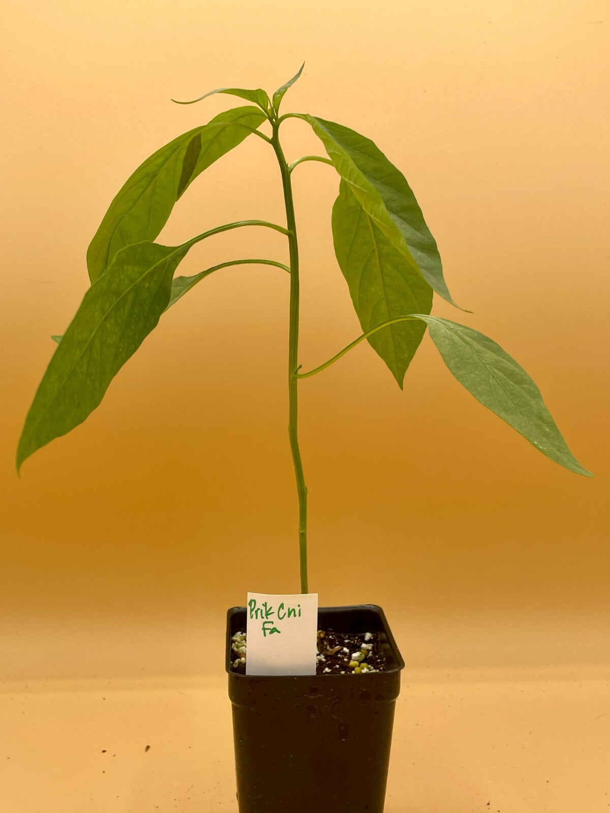 Prik Chi Faa Thai Pepper Live Plant 3" Starter Pot - Capsicum Annuum