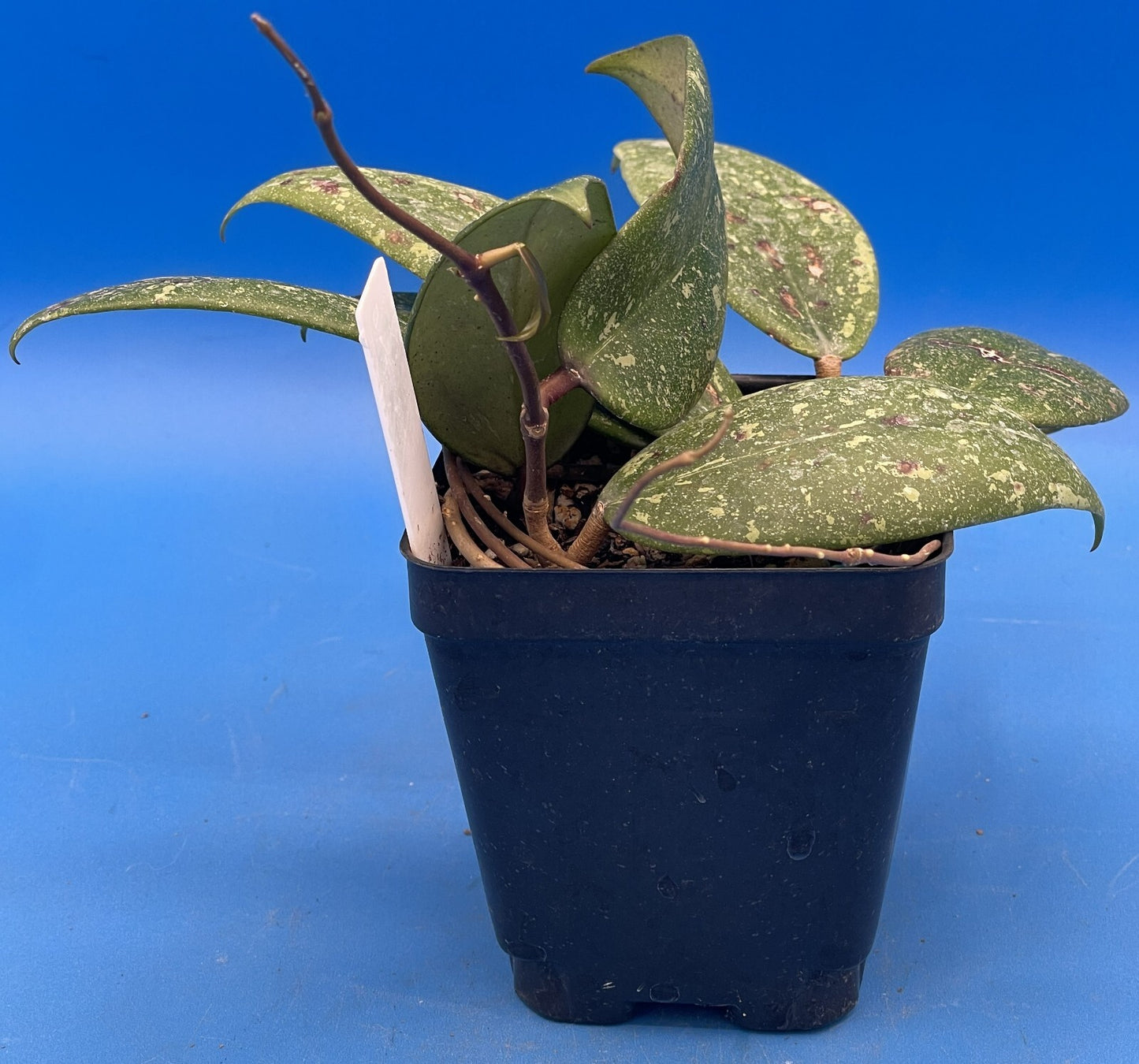 Hoya 'Vietnam AH001'  RARE! Exact Plant! Rooted  Grown In 3.5" Pot (1)