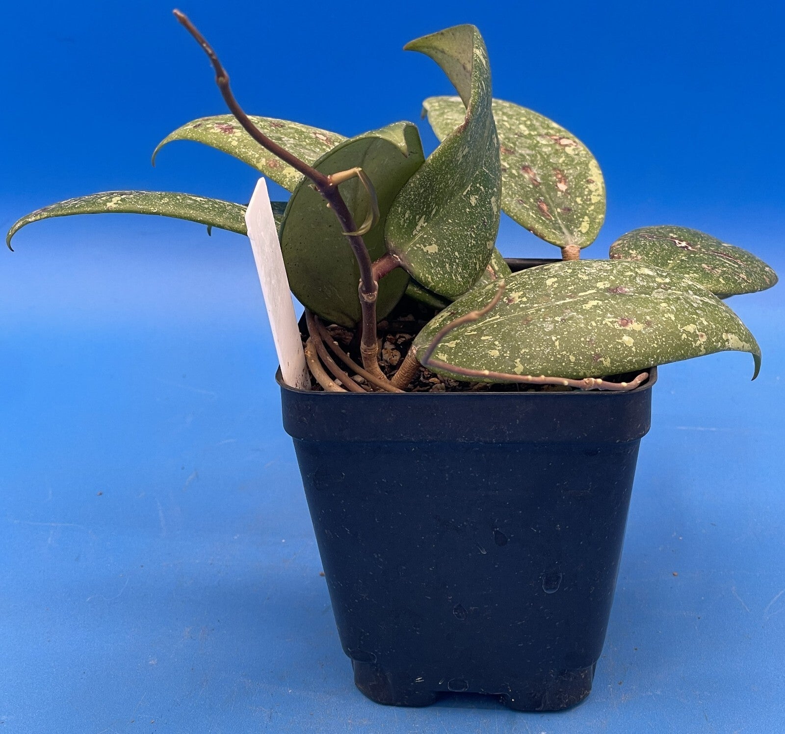 Hoya 'Vietnam AH001'  RARE! Exact Plant! Rooted  Grown In 3.5" Pot (1)