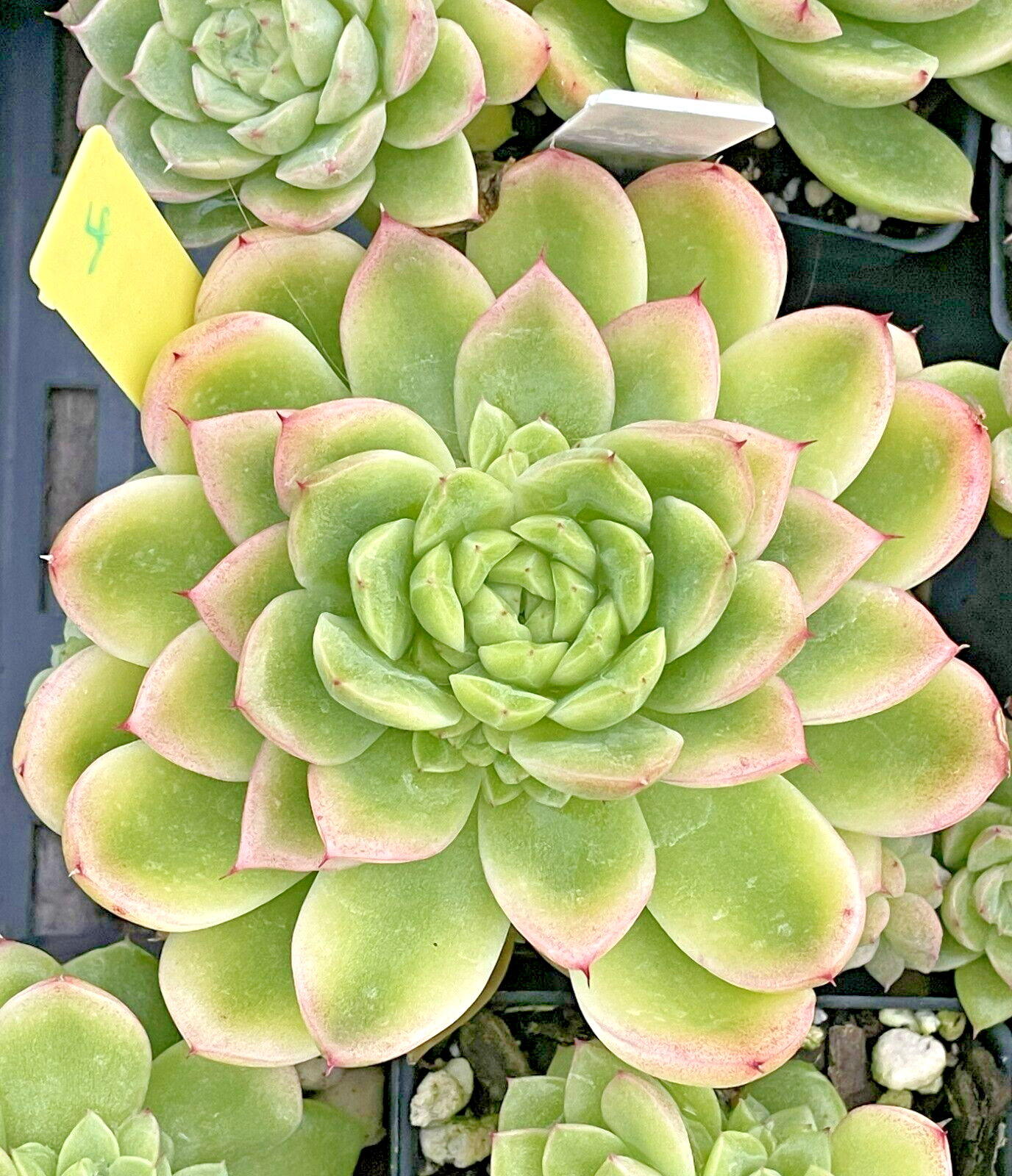 Echeveria Lucidum 'Roman' - Hens And Chicks - Makes Pups! Grown in 3.5” pot