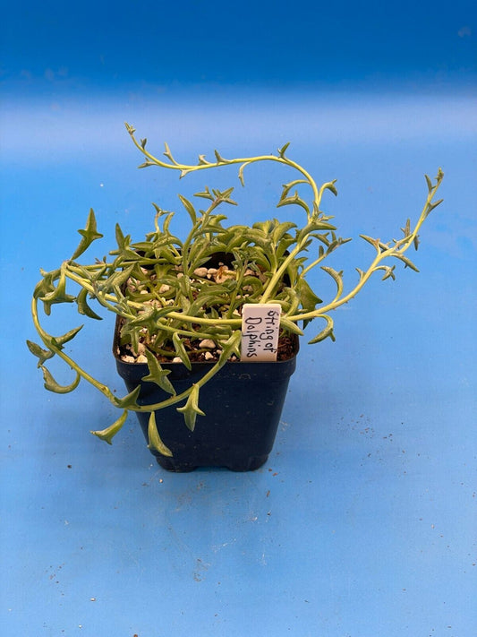 String of Dolphins - Senecio Peregrinus - Ships in 3.5” Pot