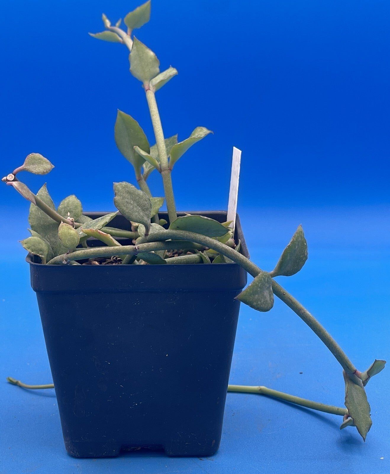 Ceropegia Sandersonii 3.5" Pot - Well Rooted! Parachute Plant