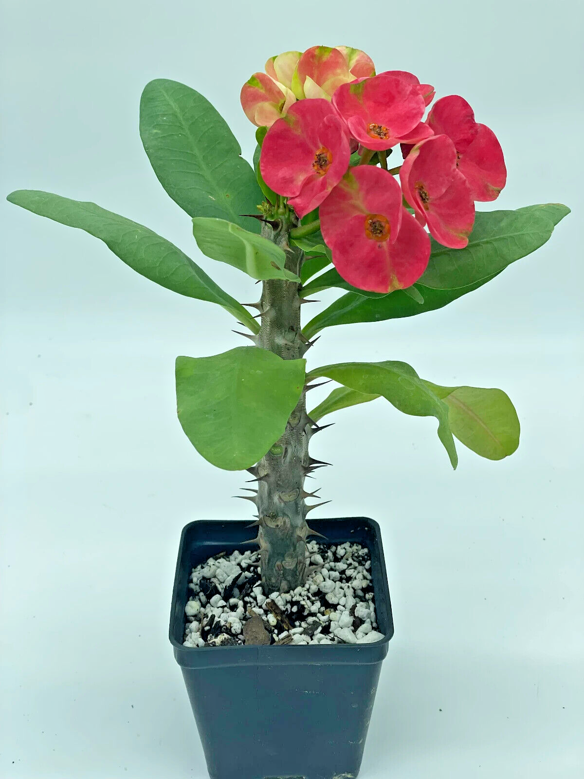 Crown Of Thorns Red Millionaire Korean Hybrid Euphorbia Milii Hybrid