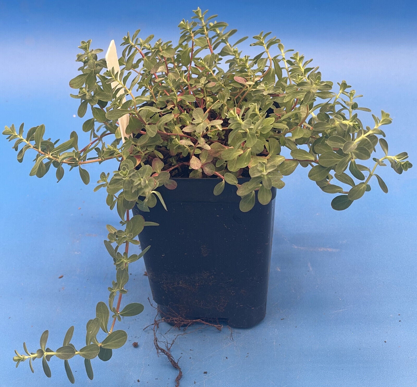 St John's Wort Live Plant 3" Starter Pot - Hypericum