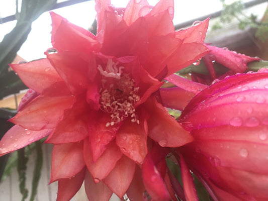 Epiphyllum 'Three Orange' Fully-Rooted Starter Pot