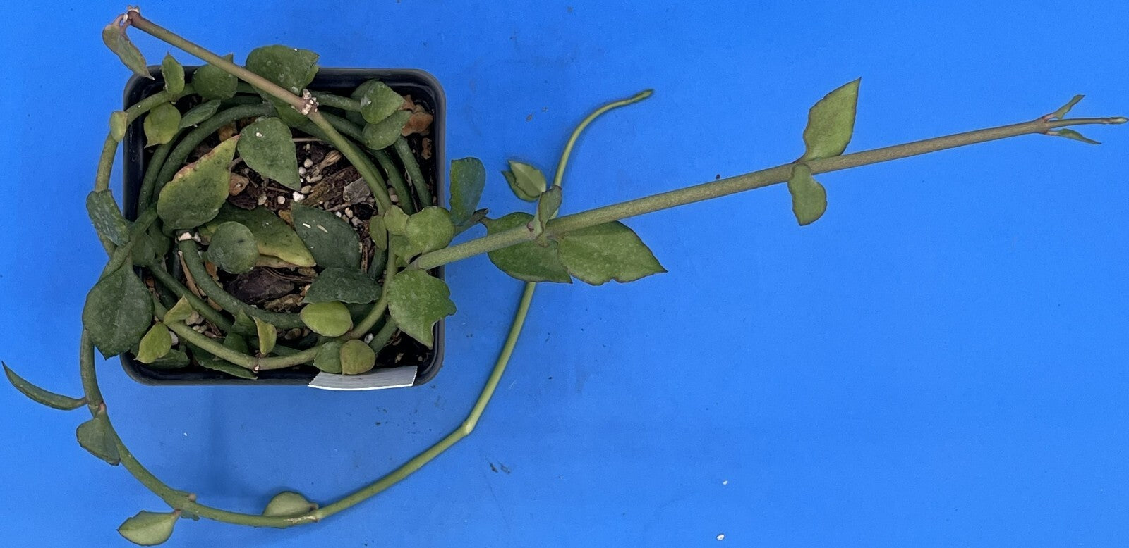 Ceropegia Sandersonii 3.5" Pot - Well Rooted! Parachute Plant