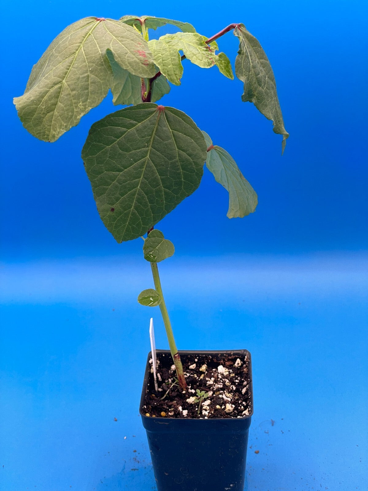 Hibiscus, Roselle Live Plant 3" Starter Pot - Hibiscus sabdariffa - Tea Anyone?!