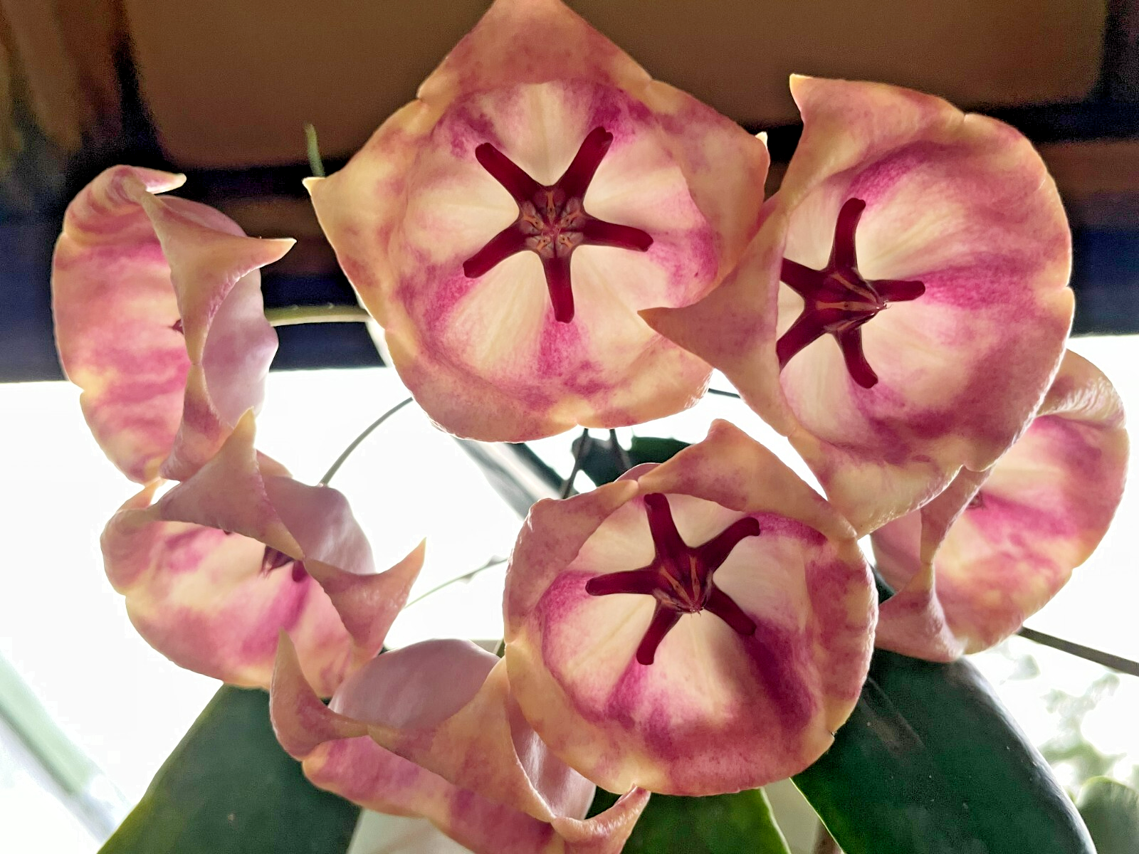 Hoya Archboldiana White Fully Rooted Grown In 3.5" pot - SO HEALTHY!