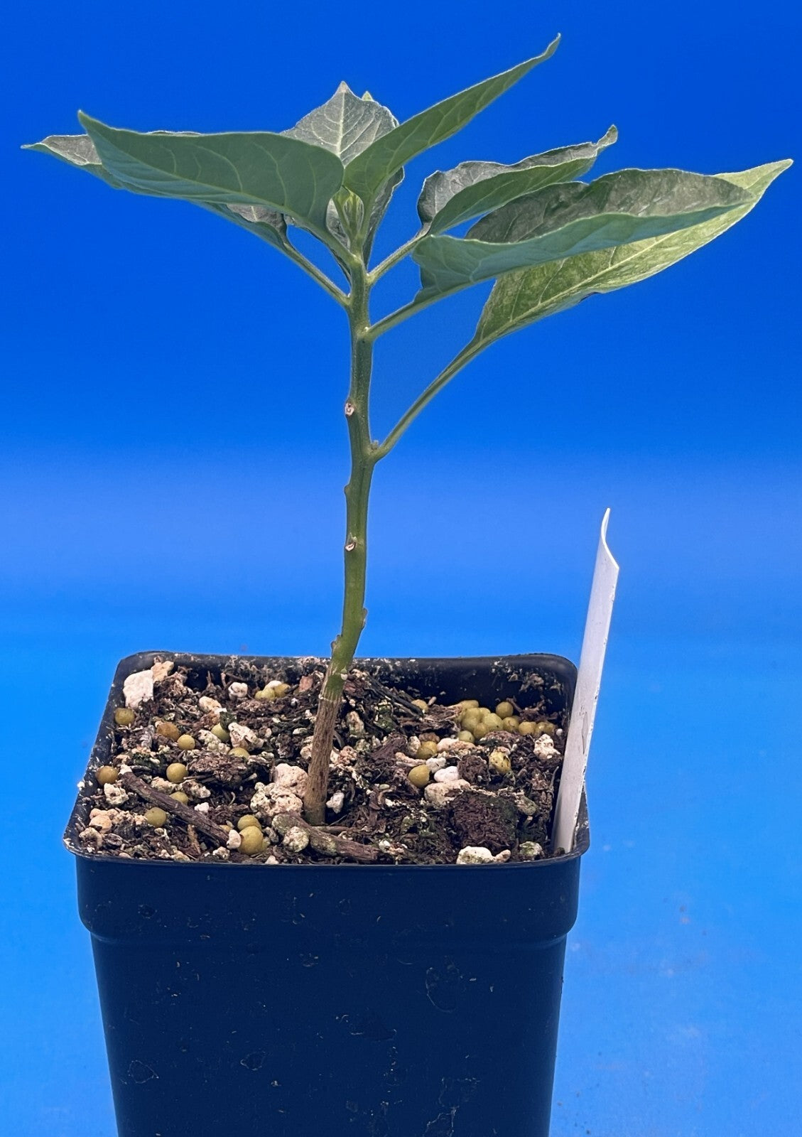 Tabasco Pepper Live 3" Starter Plant - Capsicum Chinense