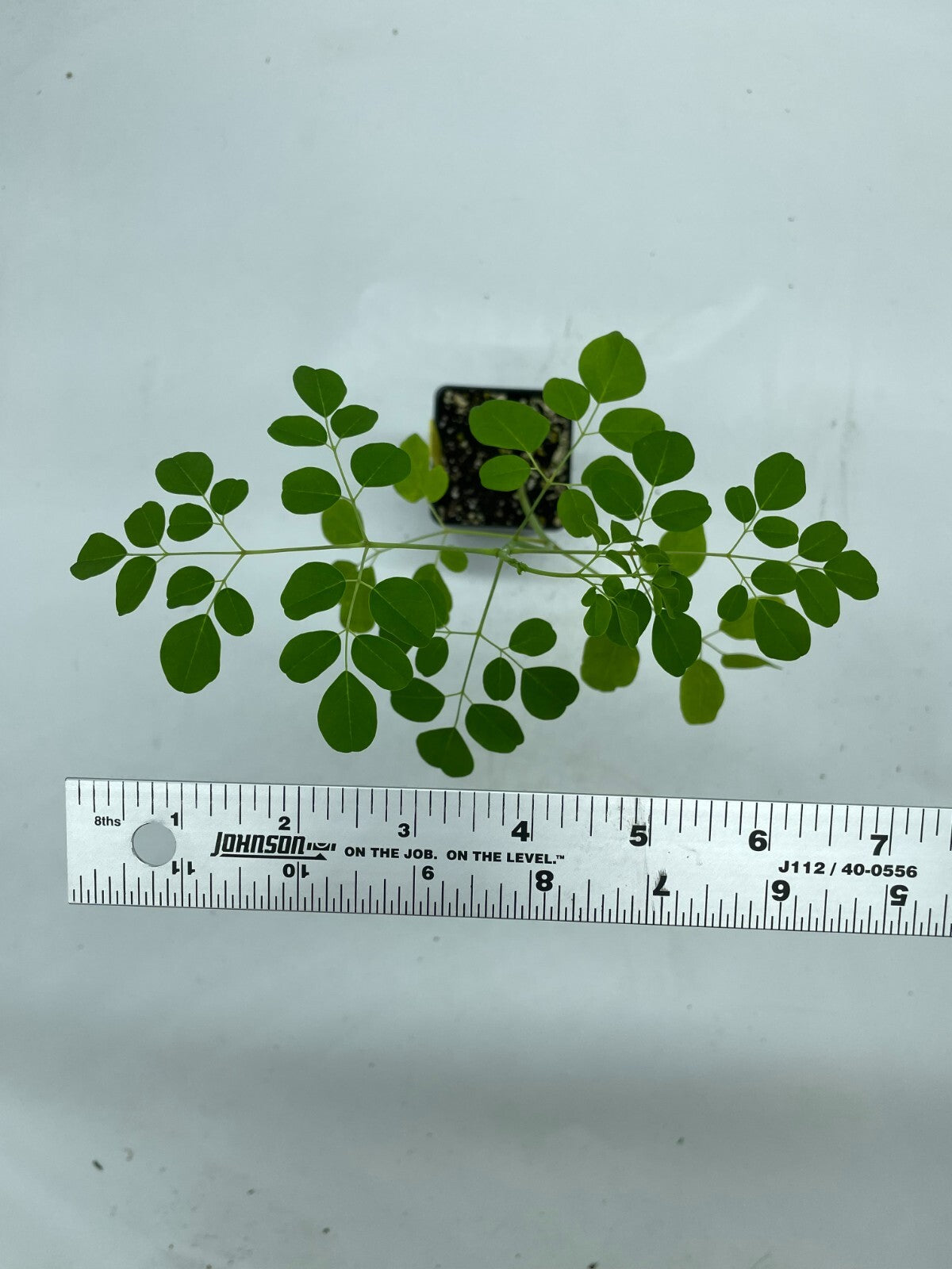 Moringa olifera Live Plant 3" Starter Pot - Horseradish Tree SUPERfood!