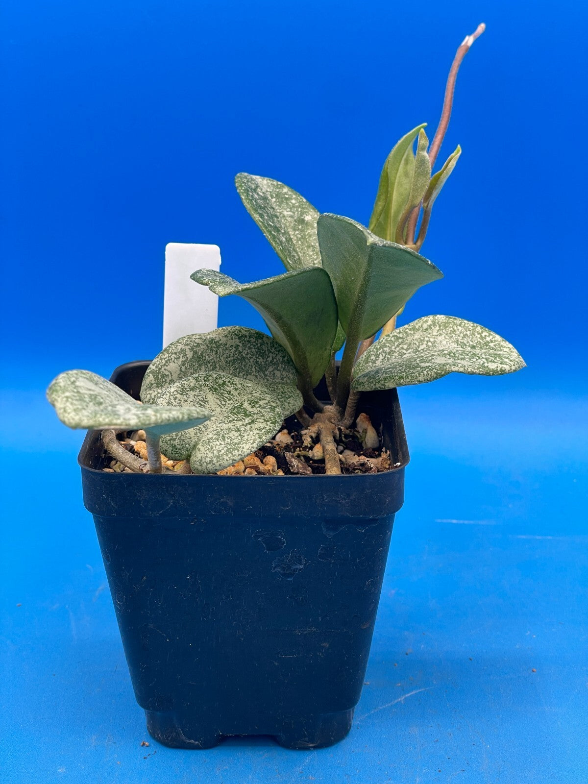 Hoya Carnosa ' Nova Ghost ' - 3.5 Inch Pot Super Healthy and Fully Rooted! (4)