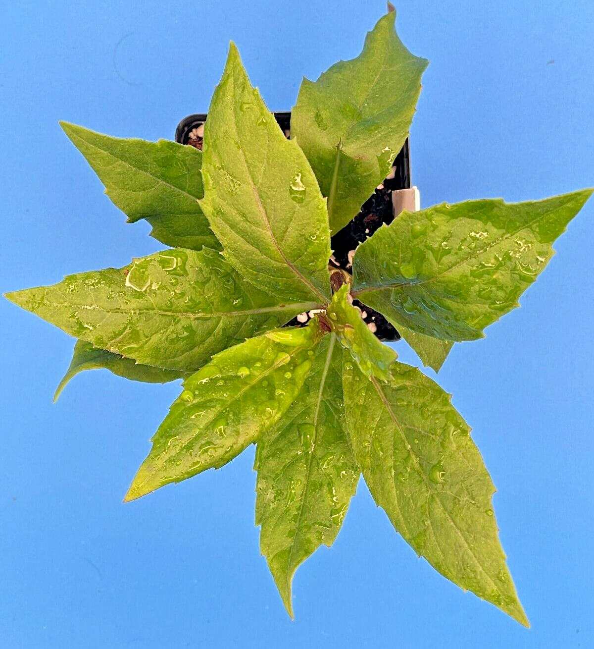 Okinawa Spinach Starter Plant - Gynura bicolor