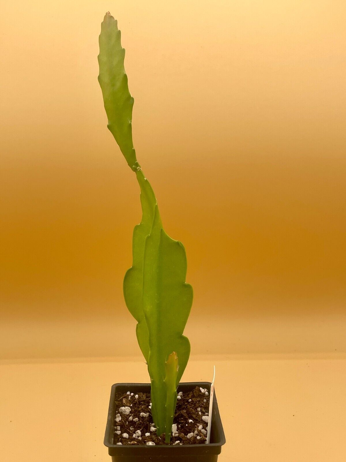 Epiphyllum 'Three Orange' Fully-Rooted Starter Pot